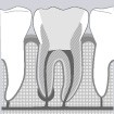L'endodontie
